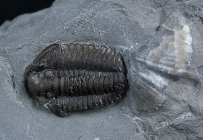 Calymene Niagarensis Trilobite From New York #2140